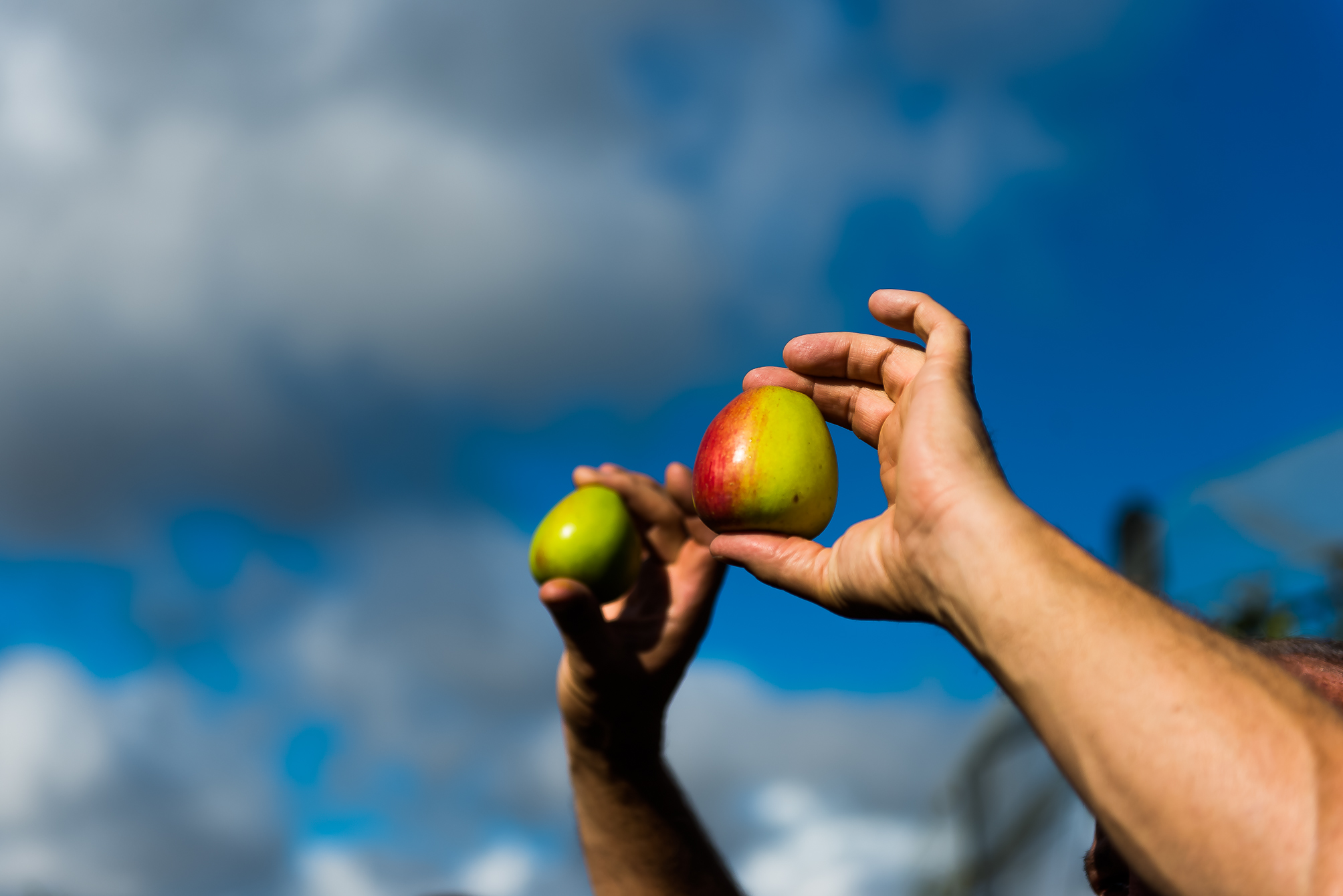 How Do You Like Them Apples? The English Apple And Pear Harvest Has